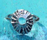 limpet shell ring